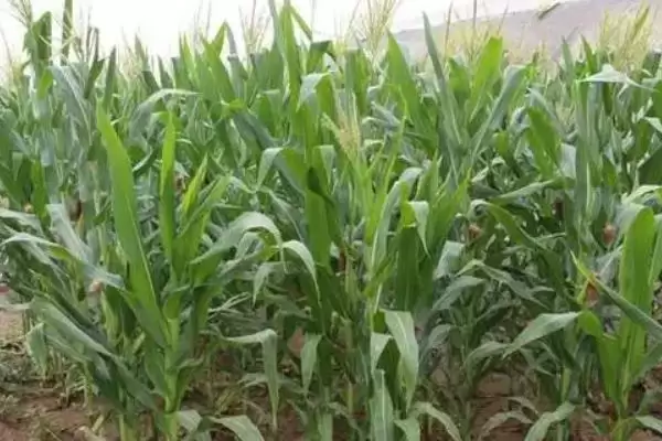 比玉777玉米种子特点(比玉777玉米种子具备哪些特点呢)插图3