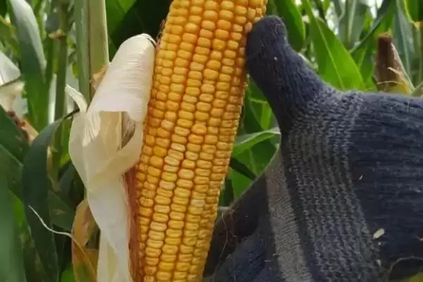 中抗茎腐病的M1912玉米种，到底有何特别之处？插图1