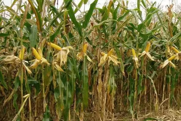 白甜833玉米种子纹枯病中抗，特性有哪些插图3