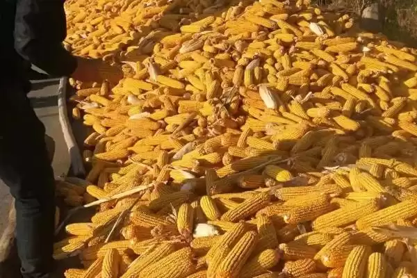 登海682玉米种特征特性(登海682玉米种特性有哪些)插图4 登海682玉米种特征特性(登海682玉米种特性有哪些)插图4