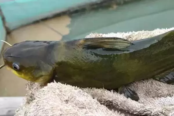 昂刺鱼作为常见淡水鱼真相 (我国常见淡水鱼昂刺鱼究竟有着怎样的真面目)插图3