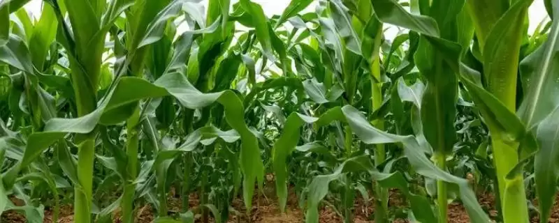 DF899玉米种子注意防治穗腐病的关键注意点-会东网