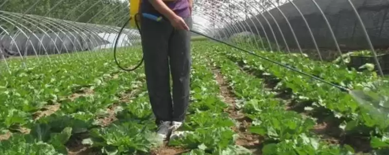 氨基酸肥料使用方法全解析,溶解后直接冲施的要点-会东网