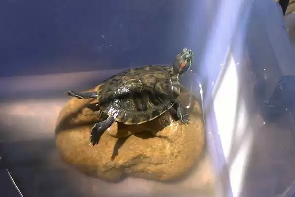 巴西龟冬眠饲养方法(巴西龟冬眠科学饲养方法及其对龟健康的影响)插图1 巴西龟冬眠饲养方法(巴西龟冬眠科学饲养方法及其对龟健康的影响)插图1