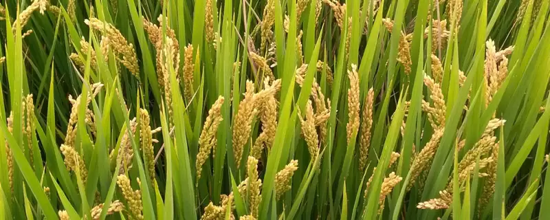 C两优4488水稻品种湘中6月12日左右播种要点(C两优4488水稻品种湘中6月12日播种要点)-会东网
