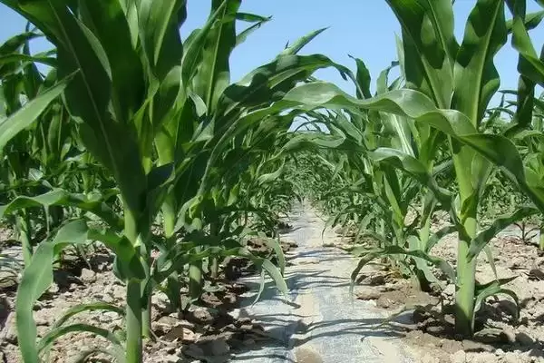 188T玉米种子特征特性,平均生育期107天插图1 188T玉米种子特征特性,平均生育期107天插图1