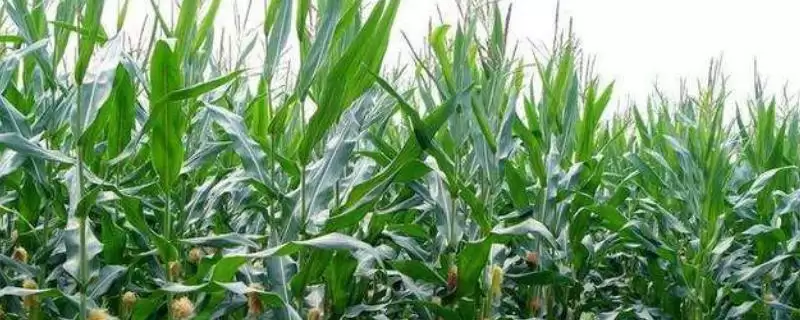 密度4000株／亩左右的MZ1717玉米种子，有何特别之处？-会东网