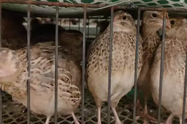 鹌鹑投喂青料过多问题(鹌鹑投喂青料过多会产生哪些问题及解决方法)插图5 鹌鹑投喂青料过多问题(鹌鹑投喂青料过多会产生哪些问题及解决方法)插图5