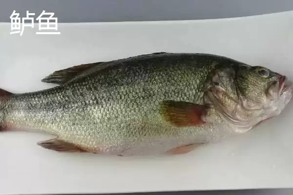 8号伊豆钩适钓鱼种(8号伊豆钩在实际垂钓中主要适用于哪些鱼种呢)插图2 8号伊豆钩适钓鱼种(8号伊豆钩在实际垂钓中主要适用于哪些鱼种呢)插图2