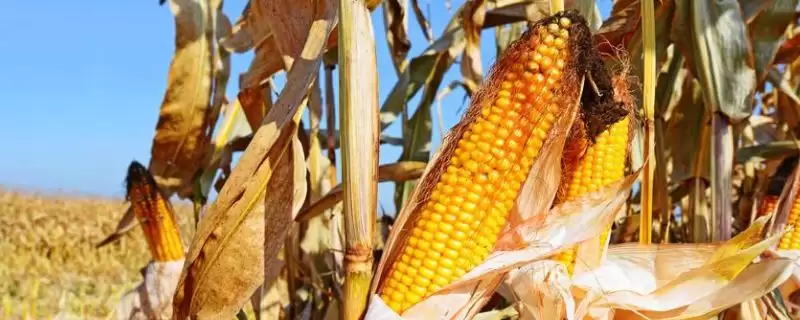 D366玉米种子注意防治穗腐病的关键要点-会东网