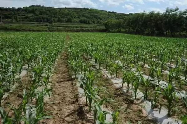 中抗穗腐病的JN7223玉米种子,特性究竟怎样?插图1 中抗穗腐病的JN7223玉米种子,特性究竟怎样?插图1