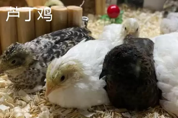 鹌鹑与芦丁鸡差异(鹌鹑与芦丁鸡科属等差异及其在养殖中的不同要点)插图2