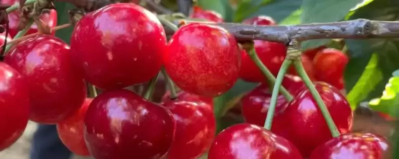 矮化大樱桃定植时间原因(矮化大樱桃3月和12月定植的原因和种植要点)-会东网