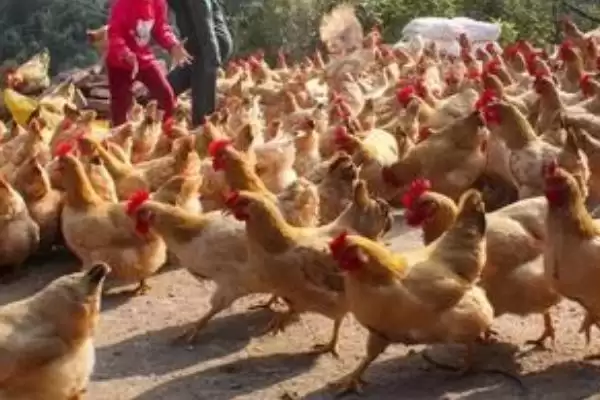 成年鸡的耐寒温度是多少(成年鸡耐寒的温度范围是多少呢)插图1 成年鸡的耐寒温度是多少(成年鸡耐寒的温度范围是多少呢)插图1