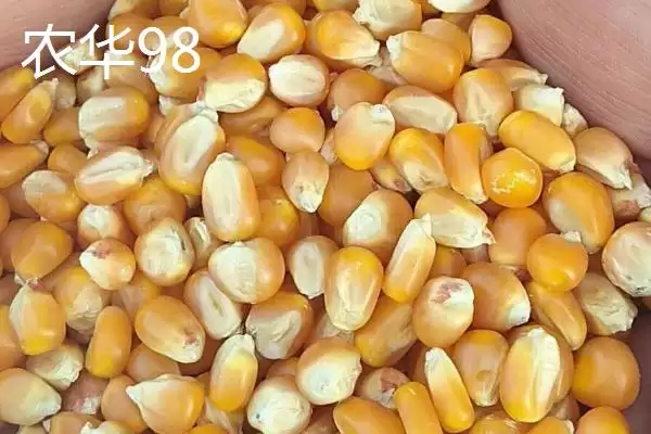 抗倒伏的玉米种子(哪些玉米种子具有抗倒伏的特性呢)插图2