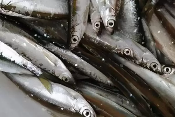 钓白条技巧(有哪些钓白条的实用技巧方法)插图1