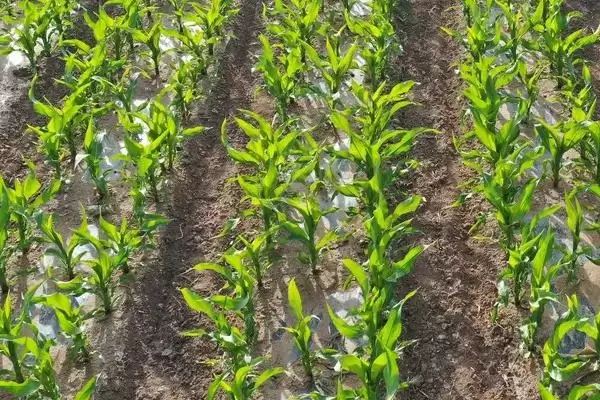 G1709玉米品种春播生育期119天的生长解读插图1 G1709玉米品种春播生育期119天的生长解读插图1