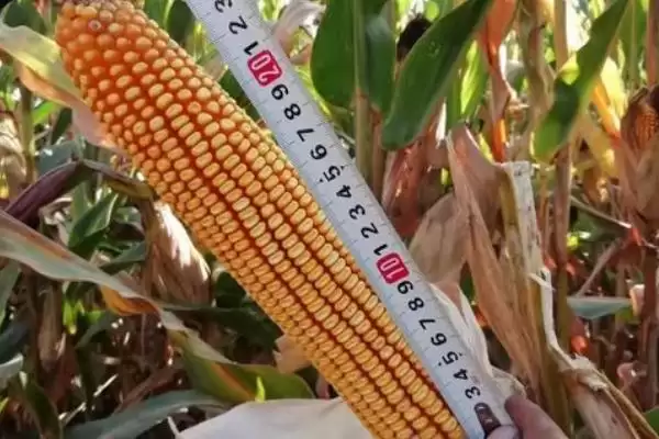 4月中旬播种的JBB978玉米种,到底有何特别之处?插图3 4月中旬播种的JBB978玉米种,到底有何特别之处?插图3