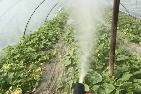 除草剂的作用原理(除草剂的作用原理是什么呢)插图2