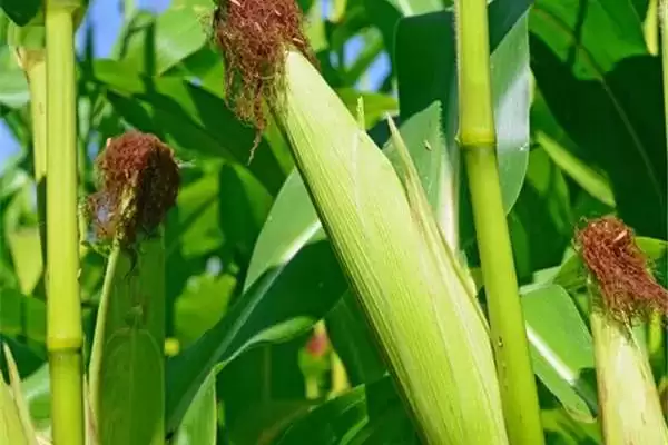 4月末至5月初播种的K玉988玉米品种,有何独特之处?插图1 4月末至5月初播种的K玉988玉米品种,有何独特之处?插图1