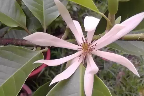 白兰花夏季养护的要点 (白兰花夏季防阳光直射还有什么养护重点)插图5