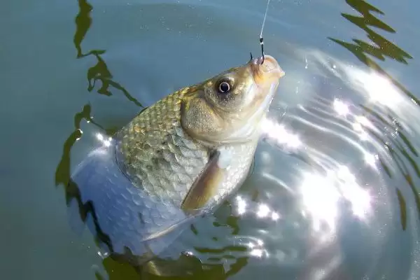 7号伊豆钩适合钓多大的鱼(7号伊豆钩在正常垂钓时适合钓多大的鱼呢)插图2 7号伊豆钩适合钓多大的鱼(7号伊豆钩在正常垂钓时适合钓多大的鱼呢)插图2