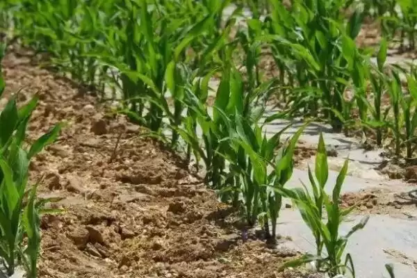 中抗茎腐病的M1833玉米种子,特性究竟怎样?插图3 中抗茎腐病的M1833玉米种子,特性究竟怎样?插图3
