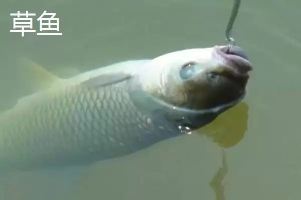 爆炸钩适合钓什么鱼种(爆炸钩适合垂钓哪些鱼种呢)插图2
