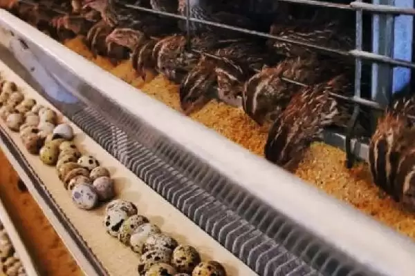 鹌鹑投喂青料过多问题(鹌鹑投喂青料过多会产生哪些问题及解决方法)插图4 鹌鹑投喂青料过多问题(鹌鹑投喂青料过多会产生哪些问题及解决方法)插图4