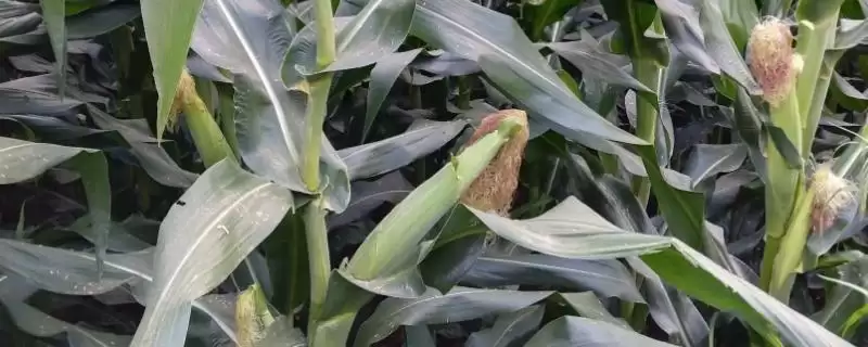C49玉米品种放赤眼蜂防治玉米螟虫方法解析-会东网