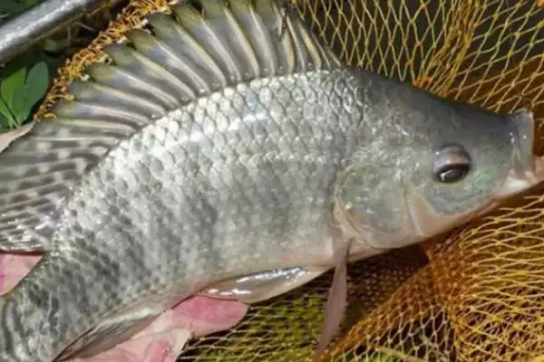 0.8号千又钩钓1斤至2斤鱼指南(0.8号千又钩钓1-2斤鱼有哪些实用指南)插图3