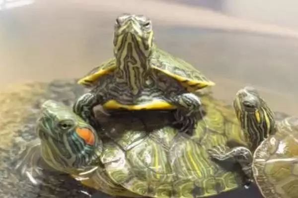 巴西龟晒太阳科学依据(巴西龟晒太阳的科学依据及其对龟健康的重要性)插图3 巴西龟晒太阳科学依据(巴西龟晒太阳的科学依据及其对龟健康的重要性)插图3