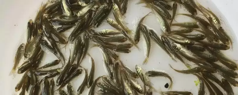 2-3 厘米草鱼苗食物选择 (2-3 厘米草鱼苗吃浮游生物等的原因是什么)-会东网