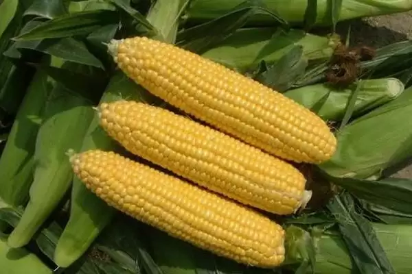 奥玉3804玉米种东华北129天成熟,特点有哪些插图4 奥玉3804玉米种东华北129天成熟,特点有哪些插图4