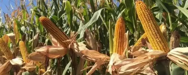 ZL2028玉米种简介,适宜播种期4月中旬至5月中旬的原因-会东网