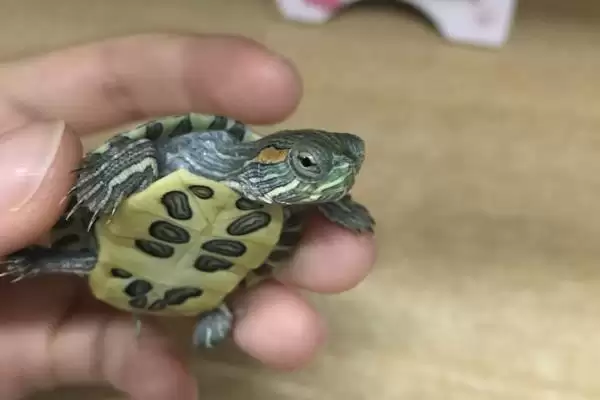 巴西龟作息规律(巴西龟作息规律及其在养殖中的时间管理要点)插图6