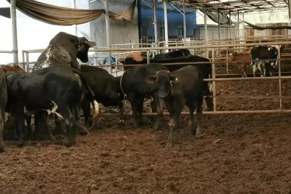 发酵床养牛技术缺点(发酵床养牛技术有啥缺点呢)插图2