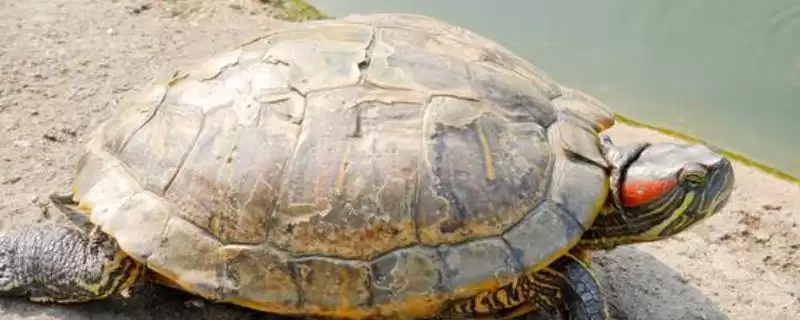 巴西龟生活习性和饲养要点(巴西龟生活习性和饲养要点及其对养殖环境的需求)-会东网