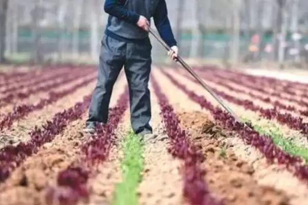 白芍选种方法(白芍选种有哪些科学有效的方法及其对生长的影响)插图4 白芍选种方法(白芍选种有哪些科学有效的方法及其对生长的影响)插图4