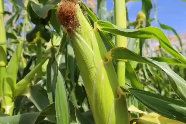 品种株型半紧凑的SY8084玉米种子，特性是什么？插图2