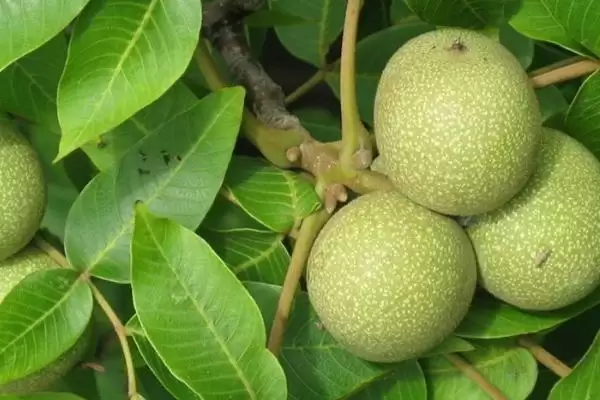 2023年种山药利润(2023年种山药利润可观的原因和种植要点有哪些)插图5