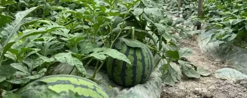 大棚种植西瓜的丰产方式(大棚种植西瓜怎样实现丰产呢)插图 大棚种植西瓜的丰产方式(大棚种植西瓜怎样实现丰产呢)插图