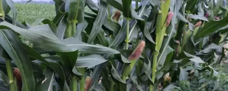 邦农151玉米品种的特性(邦农151品种耐旱、耐涝、耐密性呢)-会东网