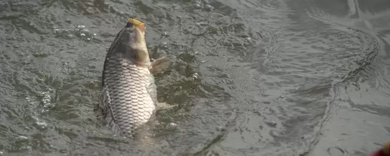 垂钓大河里面的鲤鱼怎么搭配饵料(大河钓鲤鱼饵料如何搭配呢)-会东网