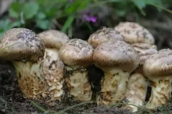 巴西蘑菇培育技巧(巴西蘑菇培育技巧及其在生长过程中的管理要点)插图7