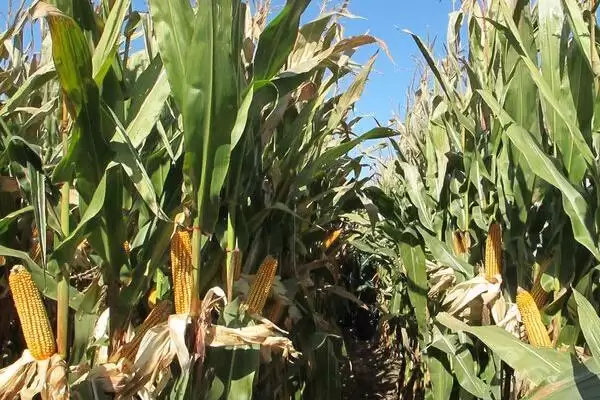 奥利68玉米种子116-142天成熟，期间有啥特点插图1