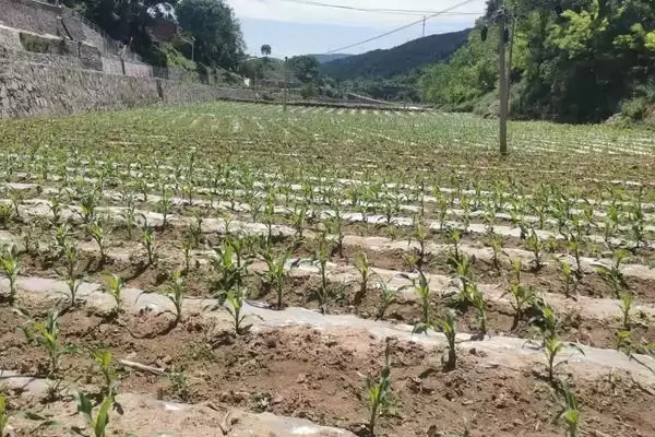 XF2061玉米种简介，密度4500株／亩左右的依据插图3