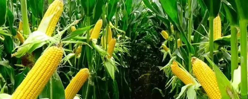 丹玉851玉米种子简介(丹玉851玉米种子情况是怎样的)-会东网