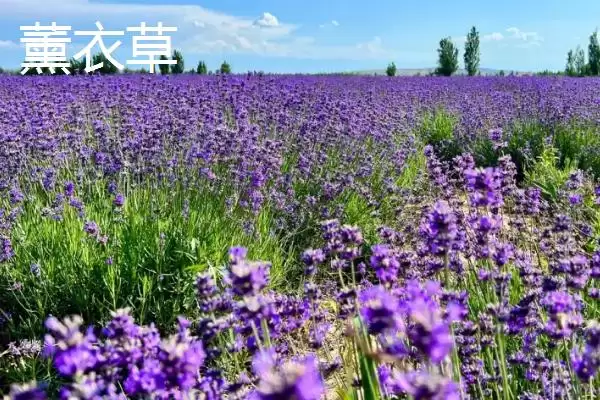 苍蝇的天敌(苍蝇的天敌都有哪些生物呢)插图3 苍蝇的天敌(苍蝇的天敌都有哪些生物呢)插图3