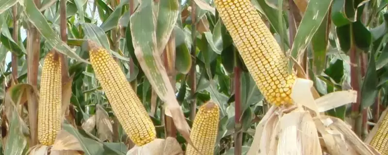 峰禾7号玉米种子特征特性(峰禾7号种子发芽、抗逆、产量稳定性)插图 峰禾7号玉米种子特征特性(峰禾7号种子发芽、抗逆、产量稳定性)插图